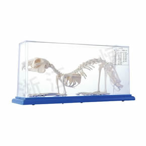 Biological Model Series兔骨骼標本