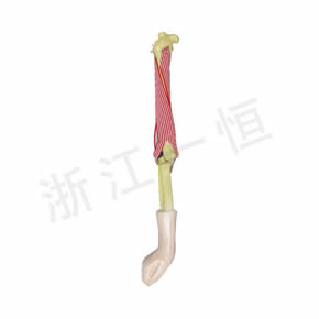 Biological Model Series肘關(guān)節(jié)(活動(dòng))模型
