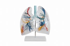 生物及醫(yī)療模型161 透明肺泡模型