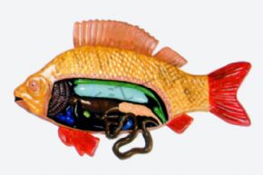 生物及醫(yī)療模型3115 魚解剖模型