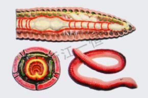 生物及醫(yī)療模型3120 蚯蚓解剖模型