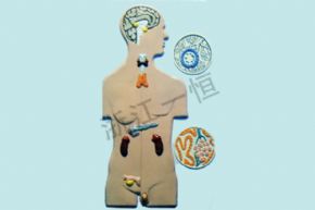 生物及醫(yī)療模型3124 人類內(nèi)分泌系統(tǒng)模型