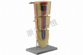 生物及醫(yī)療模型3135 雙子葉植物根模型