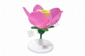生物及醫(yī)療模型3207 桃花模型