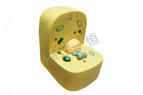 生物及醫(yī)療模型3216 細(xì)胞亞顯微結(jié)構(gòu)模型