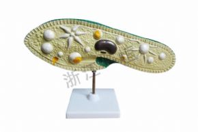 生物及醫(yī)療模型3219 草履蟲模型