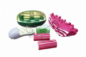 生物及醫(yī)療模型3224 細(xì)胞器結(jié)構(gòu)模型