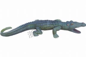 生物及醫(yī)療模型3234 仿真揚子鱷