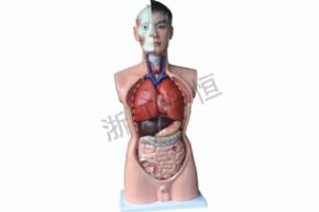 生物及醫(yī)療模型3302 人體半身模型