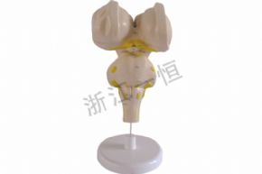生物及醫(yī)療模型3315 腦干模型