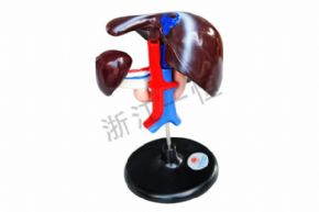 生物及醫(yī)療模型3316 肝十二指腸模型