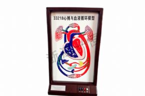 生物及醫(yī)療模型3323 心搏與血液循環(huán)模型