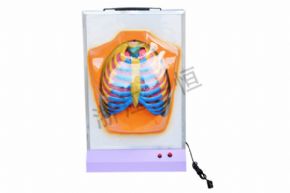 生物及醫(yī)療模型3332 膈肌運(yùn)動模型