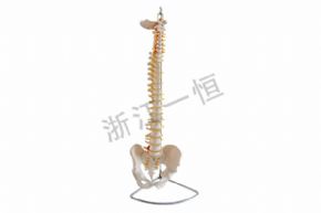 生物及醫(yī)療模型3393 脊椎與股盆模型