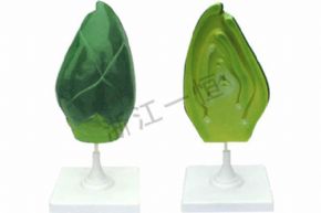 生物及醫(yī)療模型3416 牙結(jié)構(gòu)模型