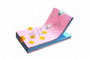 生物及醫(yī)療模型33304細(xì)胞膜流動鑲嵌模型組件