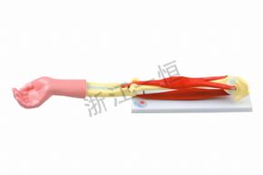 生物及醫(yī)療模型33220肘關(guān)節(jié)活動模型