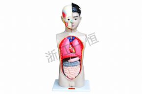 生物及醫(yī)療模型39053 少年人體半身模型