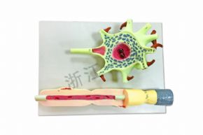 生物及醫(yī)療模型J3218 神經(jīng)元細(xì)胞模型