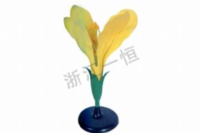 生物及醫(yī)療模型SM-305 油菜花模型
