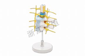 生物及醫(yī)療模型SM-M002脊髓和脊神經(jīng)，脊髓神經(jīng)模型