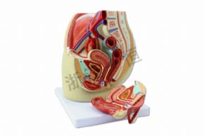 生物及醫(yī)療模型SM-M019女性盆腔解剖模型