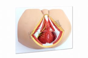生物及醫(yī)療模型SM-M020男性會(huì)陰部神經(jīng)血管模型