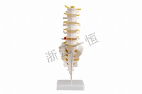 生物及醫(yī)療模型SM-M026腰椎帶尾椎骨模型