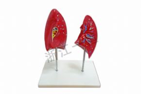生物及醫(yī)療模型SM-M037肺對(duì)比模型