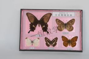 specimen常見蝴蝶標本
