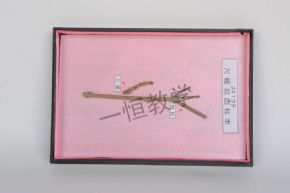 specimen尺蠖擬態(tài)標本