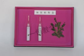 specimen地錢的形態(tài)標本