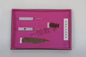 specimen狗脊生物史標(biāo)本
