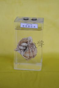 specimen寄居蟹標(biāo)本