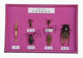 specimen節(jié)肢動物標本
