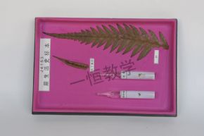 specimen蕨類生活史標(biāo)本