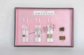 specimen蜜蜂生活史標(biāo)本
