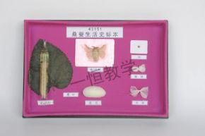 specimen桑蠶生活史標(biāo)本