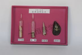 specimen軟體動(dòng)物標(biāo)本