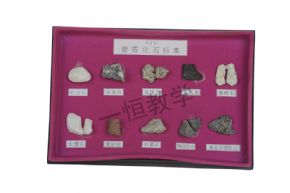 specimen巖石化石標(biāo)本