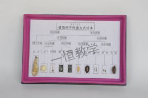 specimen植物種子傳播方式標(biāo)本