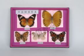 specimen中國(guó)蝴蝶標(biāo)本