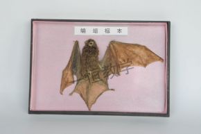 specimen蝙蝠標(biāo)本